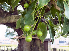 ���Ф��祯�� �м�