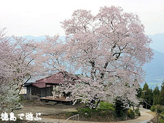 桜堂 ひょうたん桜