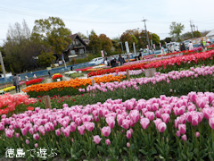 徳島県板野郡北島町 きたじまチューリップフェア 2014