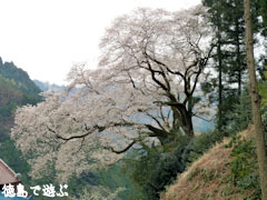 岡見堂のエドヒガン