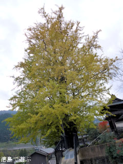 長福寺 大月のイチョウ 2011