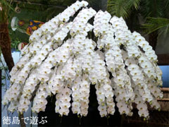 ����ߤĴ� ����Υ����祦���