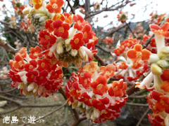 大麻椿園 赤花三叉 赤花三椏 あかばなみつまた 2011