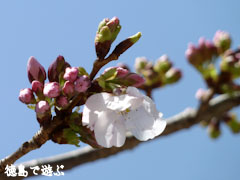 重楽寺 桜 咲き始め