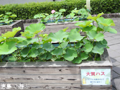 板野郡板野町 徳島県立埋蔵文化財総合センター 大賀ハス 2016