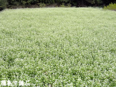 蕎麦の花