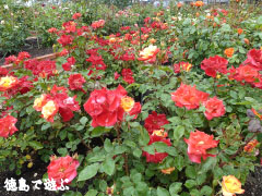 バラ園 藍翠苑 2010