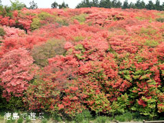 �����ĤĤ����� �����Υ���ĥĥ����� ���� 2010