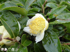 ���縩̾��������Į ��Ȫ ��β� 2014