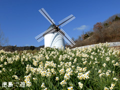 あすたむらんど徳島 風車の丘 スイセン 水仙 2014