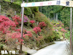 上分花の隠里 ツツジ 2010