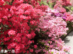 上分花の隠里 ツツジ 2011