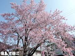 武家屋敷 原田家住宅 蜂須賀桜