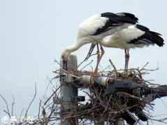 徳島県鳴門市大麻町 コウノトリ 電柱 巣 2015年10月5日