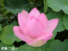 徳島県鳴門市 れんこん レンコン 蓮の花 2014