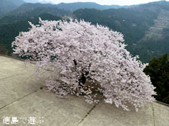 重楽寺 桜 満開 2012