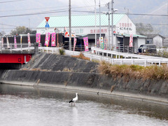 徳島県鳴門市大津町大代 コウノトリ in 大代谷川