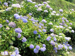 相生森林文化公園 あいあいらんど 紫陽花 あじさい