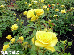 バラ園 藍翠苑 2010