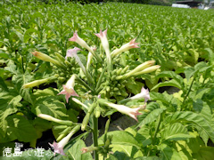 ���縩 �դ��Ф�Ȫ �� 2014