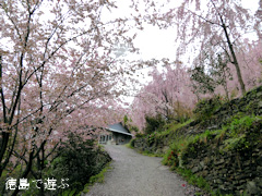 徳島県名西郡神山町上分 しだれ桜 2015