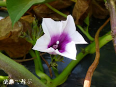 鳴門金時 さつまいも 花 2012