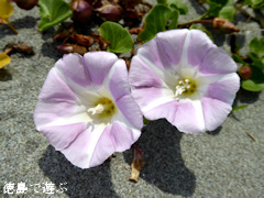 ���縩���������Į�ں��� ��Ļ���� �ϥޥҥ륬�� ����� 2015