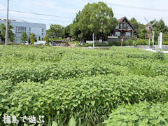 北島チューリップ公園 向日葵 ひまわり