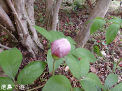 ³Ù¿Í¤Î¿¹ ¥Ù¥Ë¥Ð¥Ê¥ä¥Þ¥·¥ã¥¯¥ä¥¯ 2011
