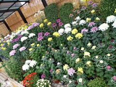 鴨島 菊人形 菊花展 2011