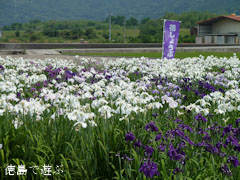 寺町公園 花菖蒲園 2010