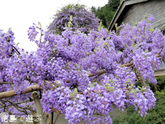 ���縩̾��������Į������ ������ �Τܤ�ƣ 2015