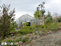 徳島県徳島市 徳島大学 薬用植物園 2014