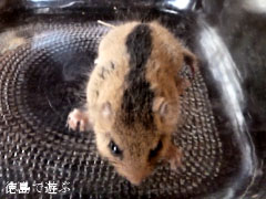 国指定天然記念物 ヤマネ 山鼠 冬眠鼠