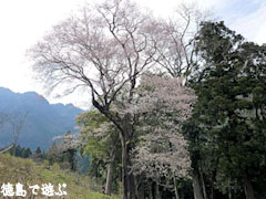 天日神社のエドヒガン