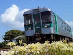 石井町 白いヒガンバナ シロバナマンジュシャゲ 2010