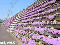 市場公園 芝桜