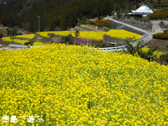 徳島県名西郡神山町 江田 菜の花 2015