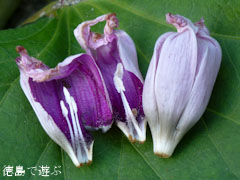 鳴門金時 さつまいも 花 2011