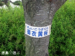ギョイコウ桜 御衣黄桜 2012
