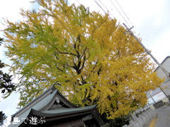 ���ݿ��ҤΥ����祦 2013