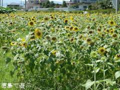 北島チューリップ公園 向日葵 ひまわり 2010