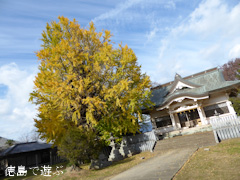 徳島県名西郡石井町 矢神のイチョウ 2016
