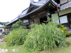 萩寺 最明寺 萩の花 2012