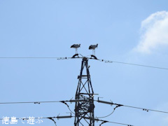 徳島県鳴門市大津町 コウノトリ 鸛 2015年10月13日