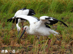 徳島県鳴門市大麻町 コウノトリ 電柱 巣 2015年8月25日