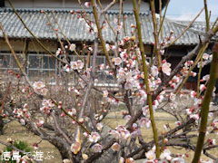 千光寺 梅 2011