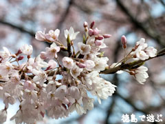 桜堂 ひょうたん桜