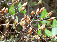 �����ĤĤ����� �����Υ���ĥĥ����� � 2010