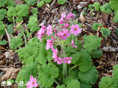 岳人の森 シコクカッコソウ 2011